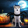Spider Costume for Dogs and Cats,Halloween Party Dress Up - MekMart