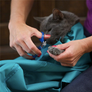 Cat Carrier Pouch + FREE SHIPPING - MekMart