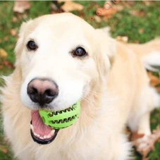 Dog Teeth Cleaning Ball